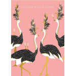 Congratulations Ostriches Greeting Card