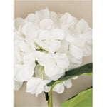 White Giant Hydrangea StemL83cm