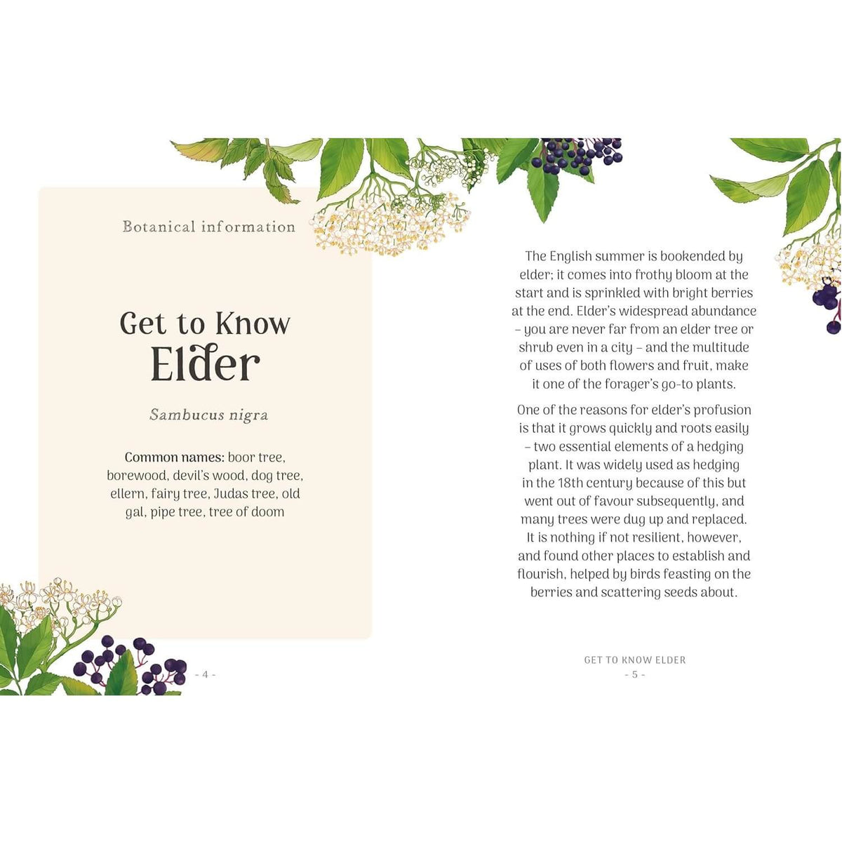 Elder Tree - The Little Wild Library