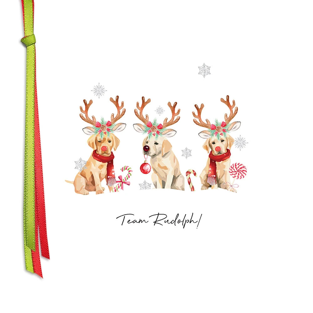 Three cute Labrador dogs wearing Rudolph antler and Christmas decorations
