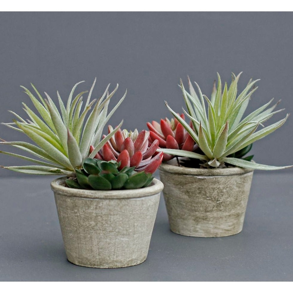 3 Realistc Faux Cacti in Pot