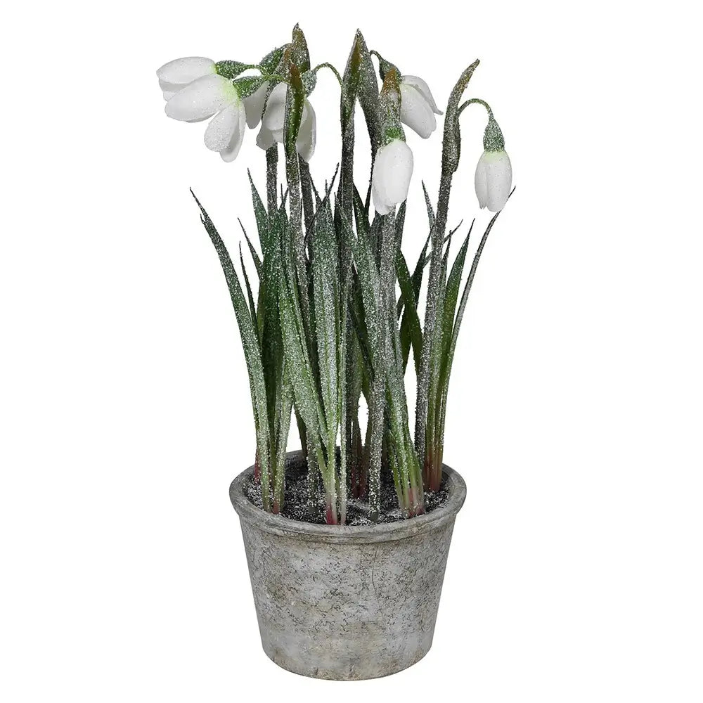 Frosted White Snowdrops In Pot