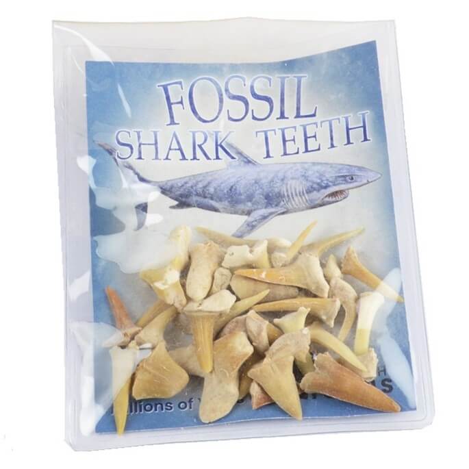 Bag of Fossil Sharks Teeth at under the Sun Southend shop
