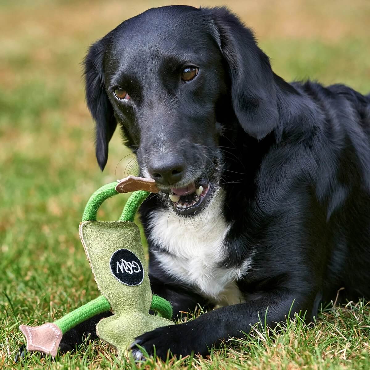 Francois Le Frog Eco Dog Toy | Green & Wilds