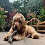 Green & Wilds Buffalo Horn Chew Large