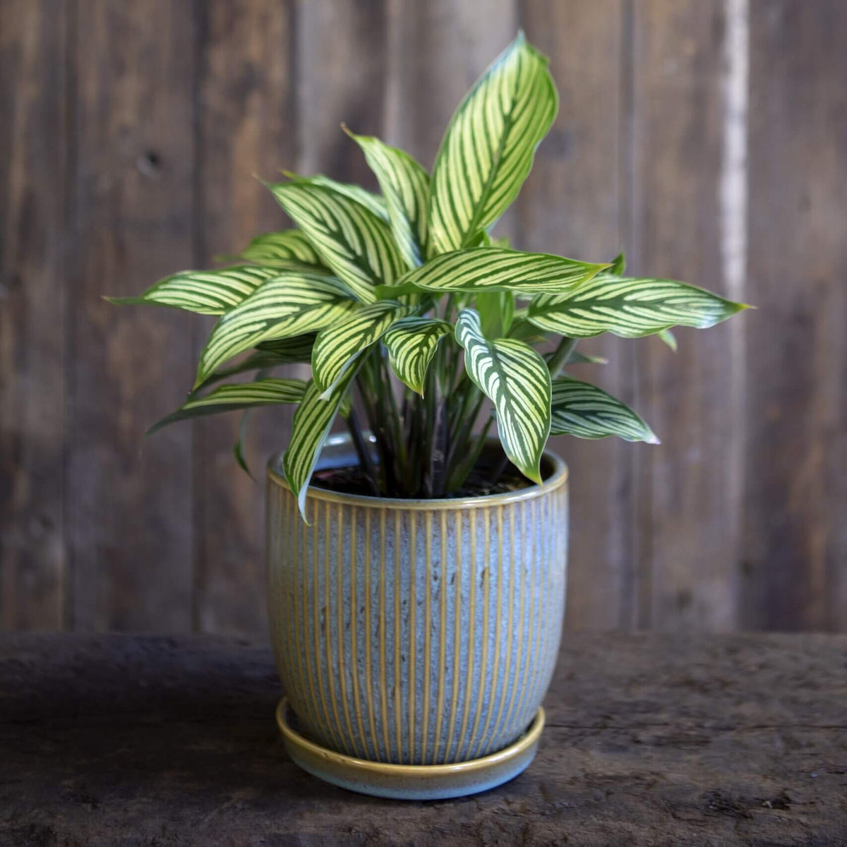 Ribbed Ceramic Pot with Matching Tray