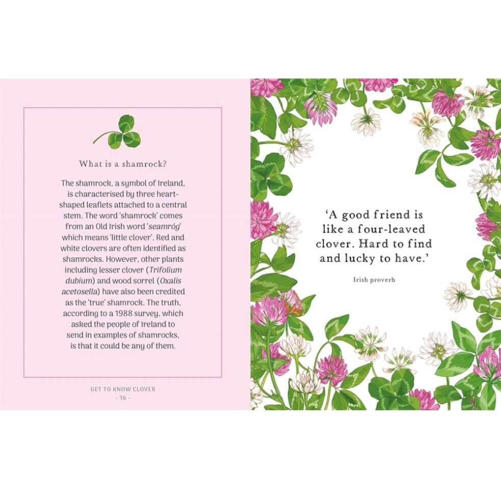 Clover - The Little Wild Library