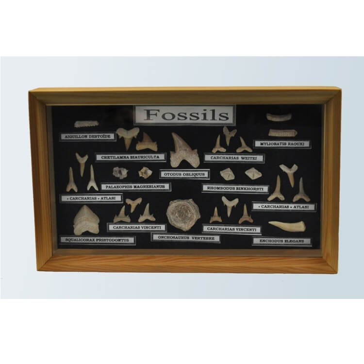 Shark Teeth Phosphate Fossil Collection