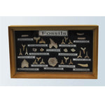 Shark Teeth Phosphate Fossil Collection